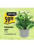 KALANCHOE MIX