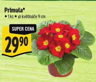 PRIMULA
