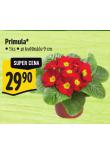 PRIMULA