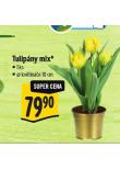 TULIP�NY MIX