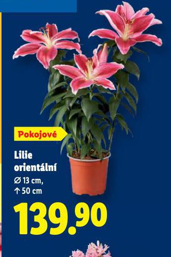 LILIE ORIENT�LN�