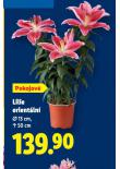 LILIE ORIENT�LN�