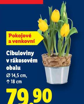 CIBULOVINY V R�KOSOV�M OBALU