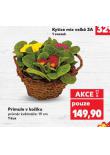 PRIMULE V KO��K