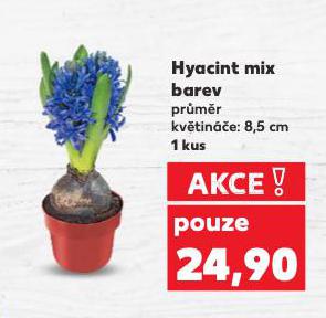 HYACINT MIX BAREV
