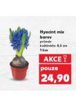 HYACINT MIX BAREV