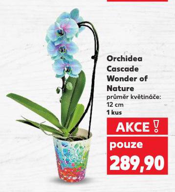 ORCHIDEA CASCADE