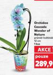 ORCHIDEA CASCADE