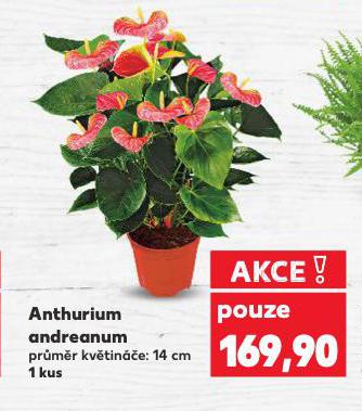 ANTHURIUM ANDREANUM