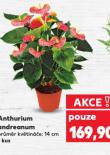 ANTHURIUM ANDREANUM