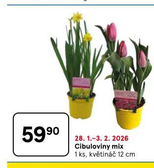 CIBULOVINY MIX
