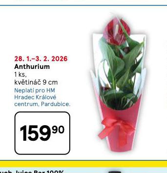 ANTHURIUM