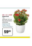 KALANCHOE