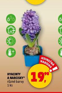 HYACINTY A NARCISKY