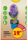 HYACINTY A NARCISKY