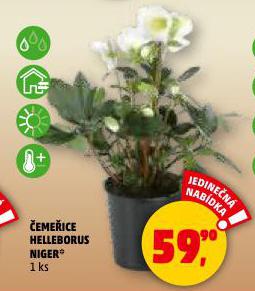 �EME�ICE HELLEBORUS NIGER