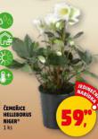 �EME�ICE HELLEBORUS NIGER