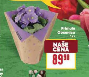 PRIMULE OBCONICA