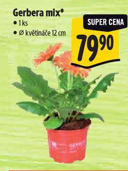 GERBERA MIX