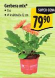 GERBERA MIX