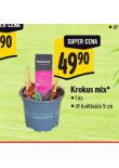 KROKUS MIX