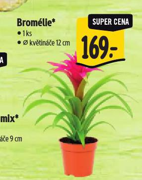 BROMÉLIE