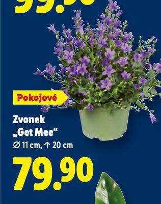 ZVONEK GET MEE