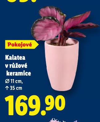 KALATEA V RَOV� KERAMICE