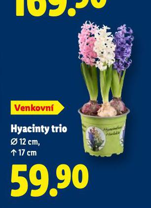HYACINTY TRIO