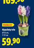 HYACINTY TRIO