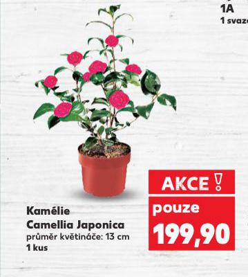 KAM�LIE CAMELLIA JAPONICA