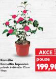 KAM�LIE CAMELLIA JAPONICA