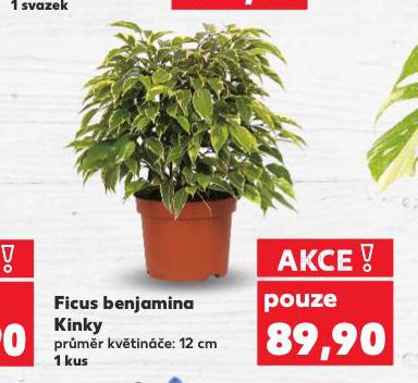 FICUS BENJAMINA KINKY