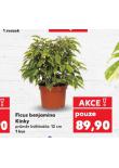 FICUS BENJAMINA KINKY