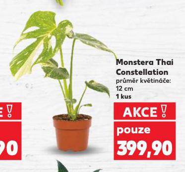 MONSTERA "THAI CONSTELLATION"