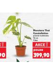 MONSTERA "THAI CONSTELLATION"