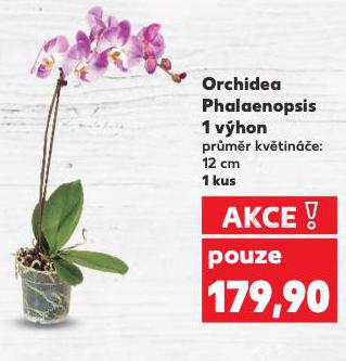 ORCHIDEA PHALAENOPSIS