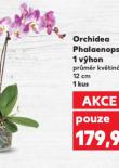 ORCHIDEA PHALAENOPSIS
