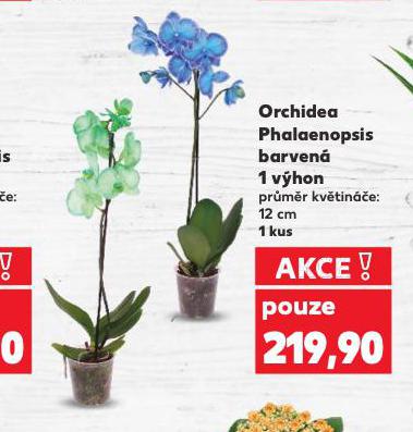 ORCHIDEA PHALAENOPSIS