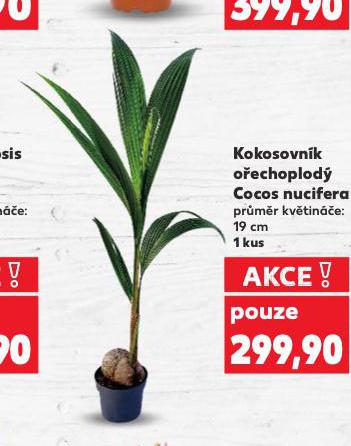 KOKOSOVN�K O�ECHOPLOD�