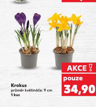 KROKUS
