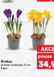 KROKUS