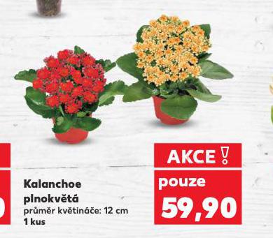 KALANCHOE PLNOKVĚTÁ