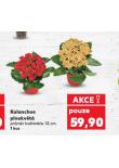 KALANCHOE PLNOKV�T�