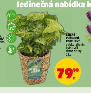 ZELENÉ POKOJOVÉ ROSTLINY