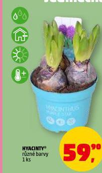 HYACINTY