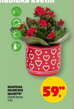 KOLOPEJKA KALANCHOE VALENT�N