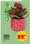 KOLOPEJKA KALANCHOE VALENT�N