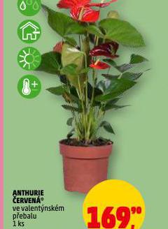 ANTHURIE ČERVENÁ