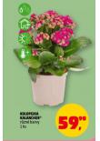 KOLOPEJKA KALANCHOE
